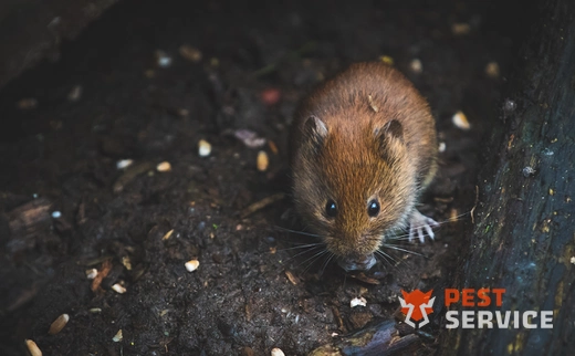 Дератизация в Челябинске